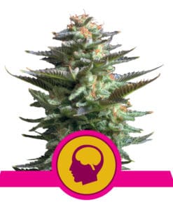 RQS Amnesia Haze Feminiseret 3,5 & 10 stk