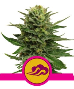 RQS Blue Mystic Feminiseret 3,5 & 10 stk