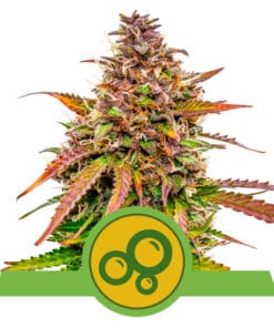 RQS Bubble Kush Autoflower 3,5 & 10 stk