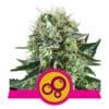 RQS Bubble Kush Feminiseret 3,5 & 10 stk
