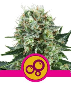 RQS Bubble Kush Feminiseret 3,5 & 10 stk
