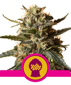 RQS Bubblegum XL Feminiseret 3,5 & 10 stk