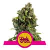 RQS Candy Kush Express Feminiseret 3,5 & 10 stk