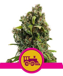 RQS Candy Kush Express Feminiseret 3,5 & 10 stk