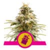 RQS Chocolate Haze Feminiseret 3,5 & 10 stk