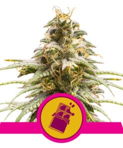 RQS Chocolate Haze Feminiseret 3,5 & 10 stk