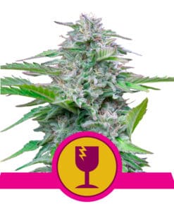 RQS Critical Feminiseret 3,5 & 10 stk