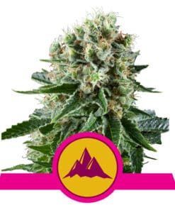 RQS Critical Kush Feminiseret 3,5 & 10 stk