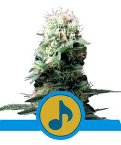 RQS Dance World CBD Feminiseret 3,5 & 10 stk