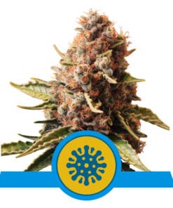 RQS Euphoria CBD Feminiseret 3,5 & 10 stk