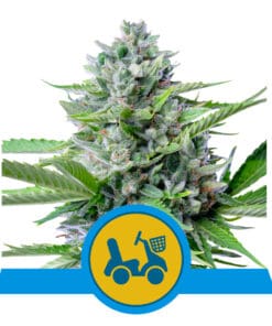 RQS Fast Eddy CBD Autoflower 3,5 & 10 stk