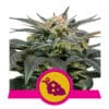 RQS Fruit Spirit Feminiseret 3,5 & 10 stk