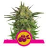 RQS Haze Berry Feminiseret 3,5 & 10 stk