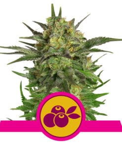 RQS Haze Berry Feminiseret 3,5 & 10 stk