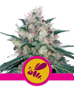 RQS Honey Cream Feminiseret 3,5 & 10 stk