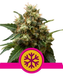 RQS Ice Feminiseret 3,5 & 10 stk
