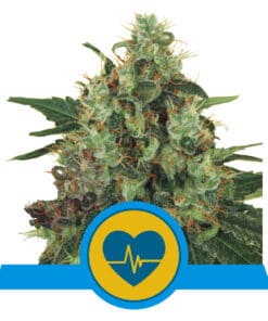 RQS Medical Mass CBD Feminiseret 3,5 & 10 stk