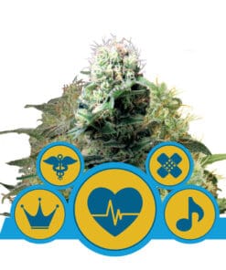 RQS Medical Mix CBD Feminiseret 3 & 5 stk