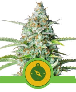 RQS Northern Light Autoflower 3,5 & 10 stk
