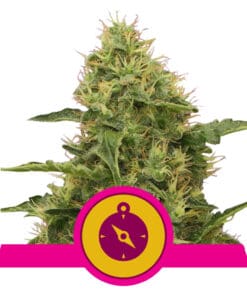 RQS Northern Light Feminiseret 3,5 & 10 stk