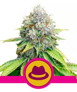RQS O.G Kush Feminiseret 3,5 & 10 stk