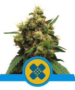 RQS Painkiller XL CBD Feminiseret 3,5 & 10 stk