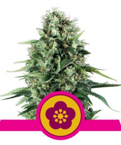 RQS Power Flower Feminiseret 3,5 & 10 stk