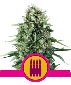 RQS Royal AK Feminiseret 3,5 & 10 stk