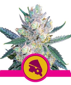 RQS Royal Cheese Feminiseret 3,5 & 10 stk