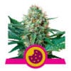 RQS Royal Cookies Feminiseret 3,5 & 10 stk