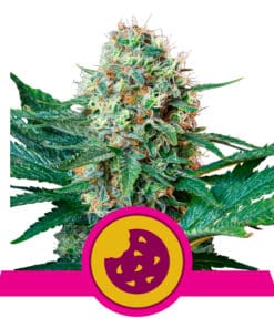RQS Royal Cookies Feminiseret 3,5 & 10 stk