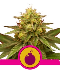 RQS Royal Domina Feminiseret 3,5 & 10 stk