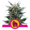 RQS Royal Gorilla Feminiseret 3,5 & 10 stk