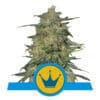 RQS Royal Highness CBD Feminiseret 3,5 & 10 stk