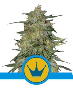 RQS Royal Highness CBD Feminiseret 3,5 & 10 stk