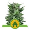 RQS Royal Kush Autoflower 3,5 & 10 stk