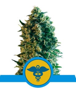 RQS Royal Medic CBD Feminiseret 3,5 & 10 stk