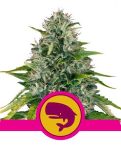 RQS Royal Moby Feminiseret 3,5 & 10 stk