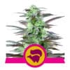 RQS Skunk XL Feminiseret 3,5 & 10 stk