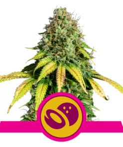 RQS Somango XL Feminiseret 3,5 & 10 stk