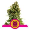 RQS Sour Diesel Feminiseret 3,5 & 10 stk