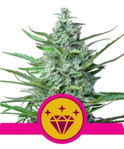 RQS Special Kush #1 Feminiseret 3,5 & 10 stk