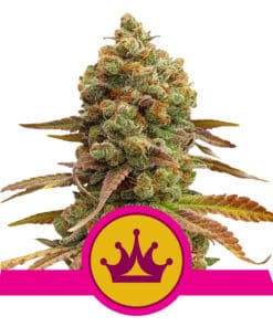 RQS Special Queen #1 Feminiseret 3,5 & 10 stk