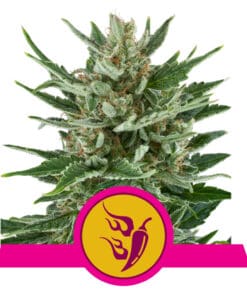 RQS Speedy Chile Feminiseret 3,5 & 10 stk