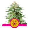 RQS White Widow Feminiseret 3,5 & 10