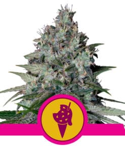 RQS Cookies Gelato 3,5 & 10stk