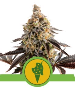 RQS Cookies Gelato Autoflower 3,5,10 stk