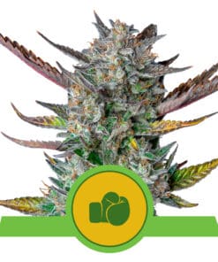 RQS Purple Punch Autoflower 3,5,10 stk