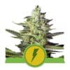 Royal Queen Seeds North Thunderfuck Autoflower