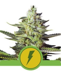 Royal Queen Seeds North Thunderfuck Autoflower